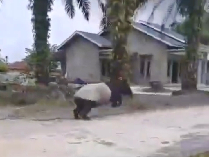 Tapir Muncul di Permukiman Warga Teluk Merbau Siak
