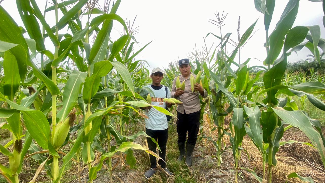 Dukung Asta Cita Presiden, Polisi di Bangko Pusako Bina Kelompok Tani Jagung