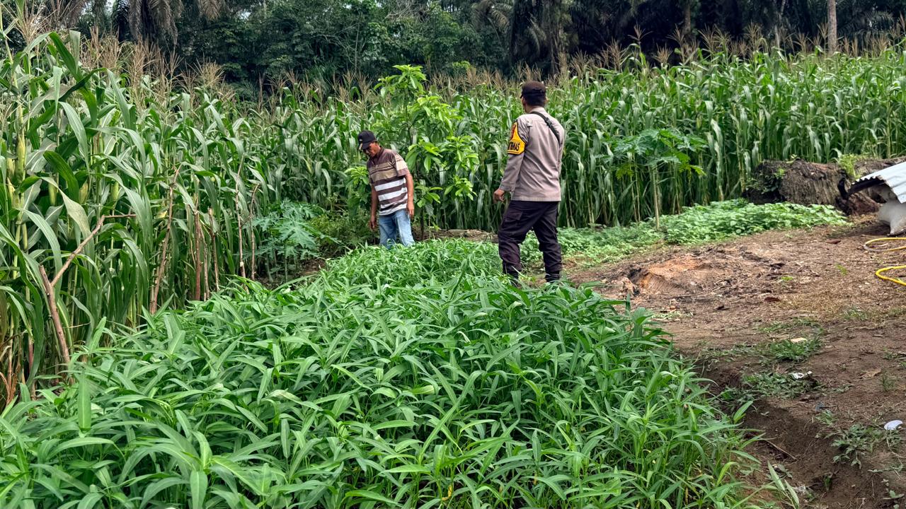 Polisi Cek Tanaman Jagung Ketahanan Pangan di Rohil, Dukung Program Nasional 