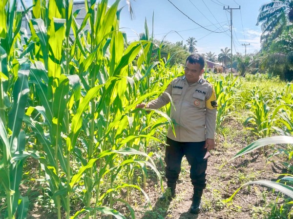 Bhabinkamtibmas Harapan Jaya Pantau Pertumbuhan Jagung Ketahanan Pangan di Rimba Melintang