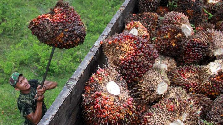 Harga TBS Sawit Mitra Swadaya Riau Nanjak Lagi, Umur 9 Tahun Dibanderol Rp 3.739,83 per Kg