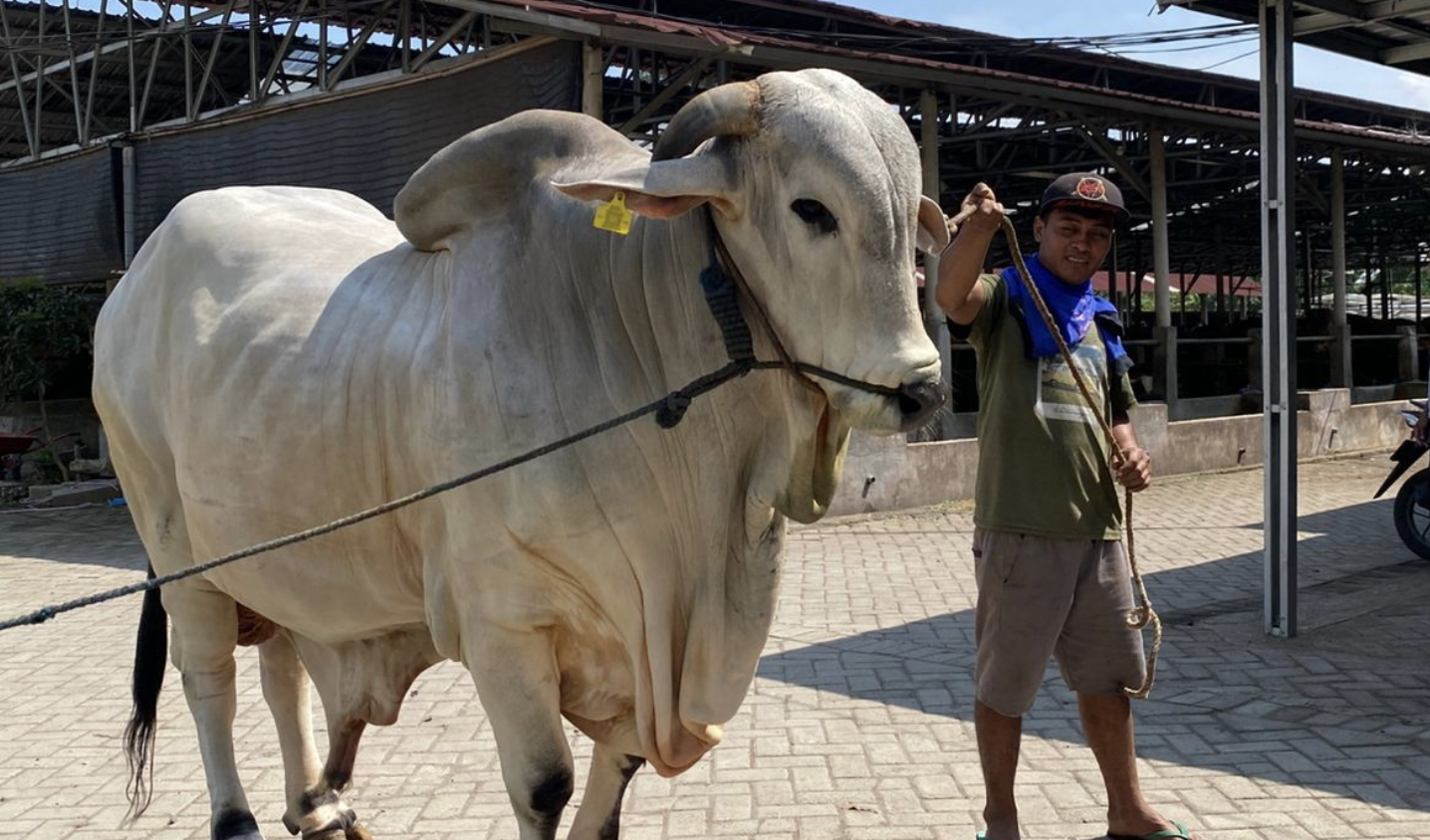 13 Sapi Jumbo di Riau Diseleksi Jadi Bantuan Presiden Momen Iduladha