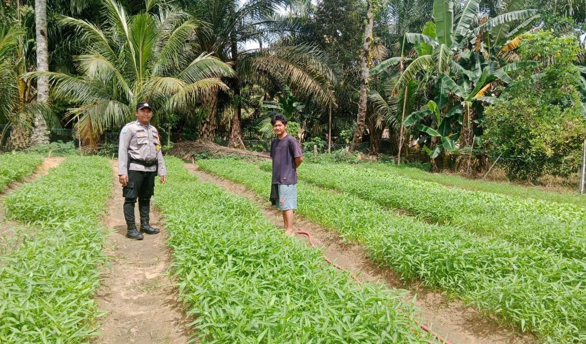 Dukung Ketahanan Pangan, Polisi di Bangko Pusako Dampingi Petani Kangkung