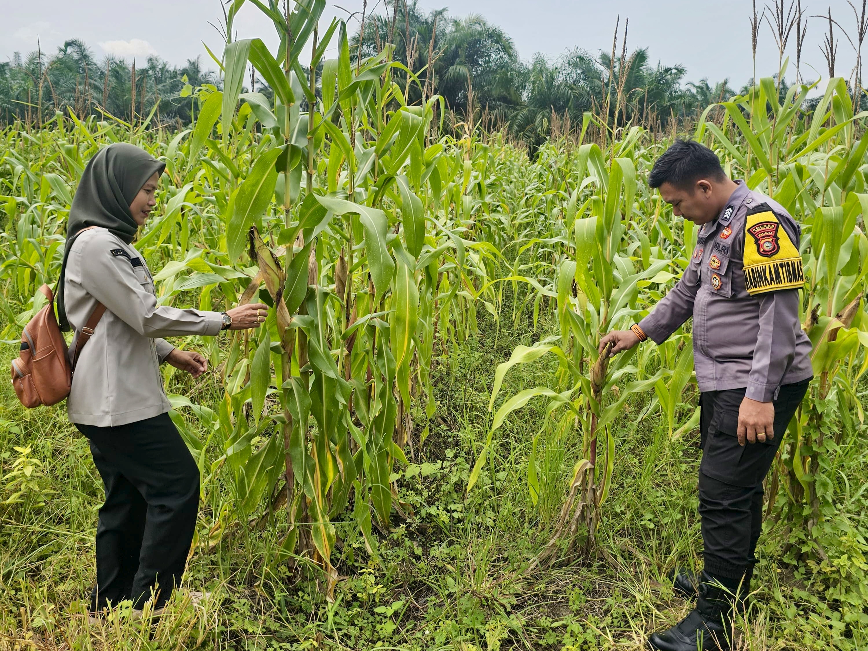 Polsek Rimba Melintang Pantau Pertumbuhan Jagung di PT GMR