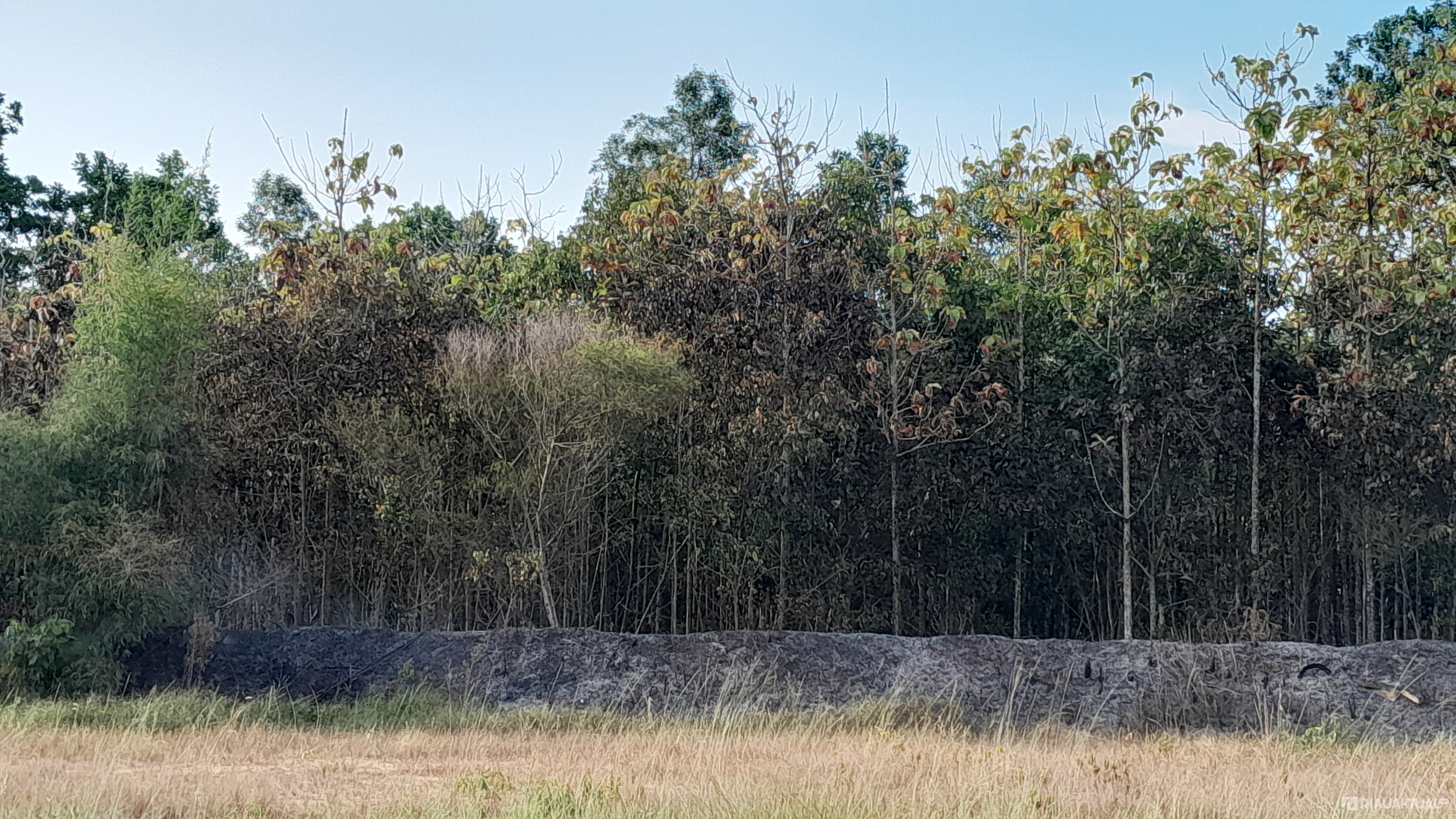 Hutan Jati di Depan Mal SKA Pekanbaru Terbakar