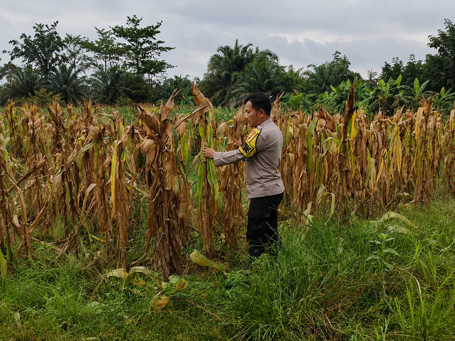 Dukung Asta Cita, Polsek Rimba Melintang Rutin Pantau Perkembangan Jagung Ketahanan Pangan