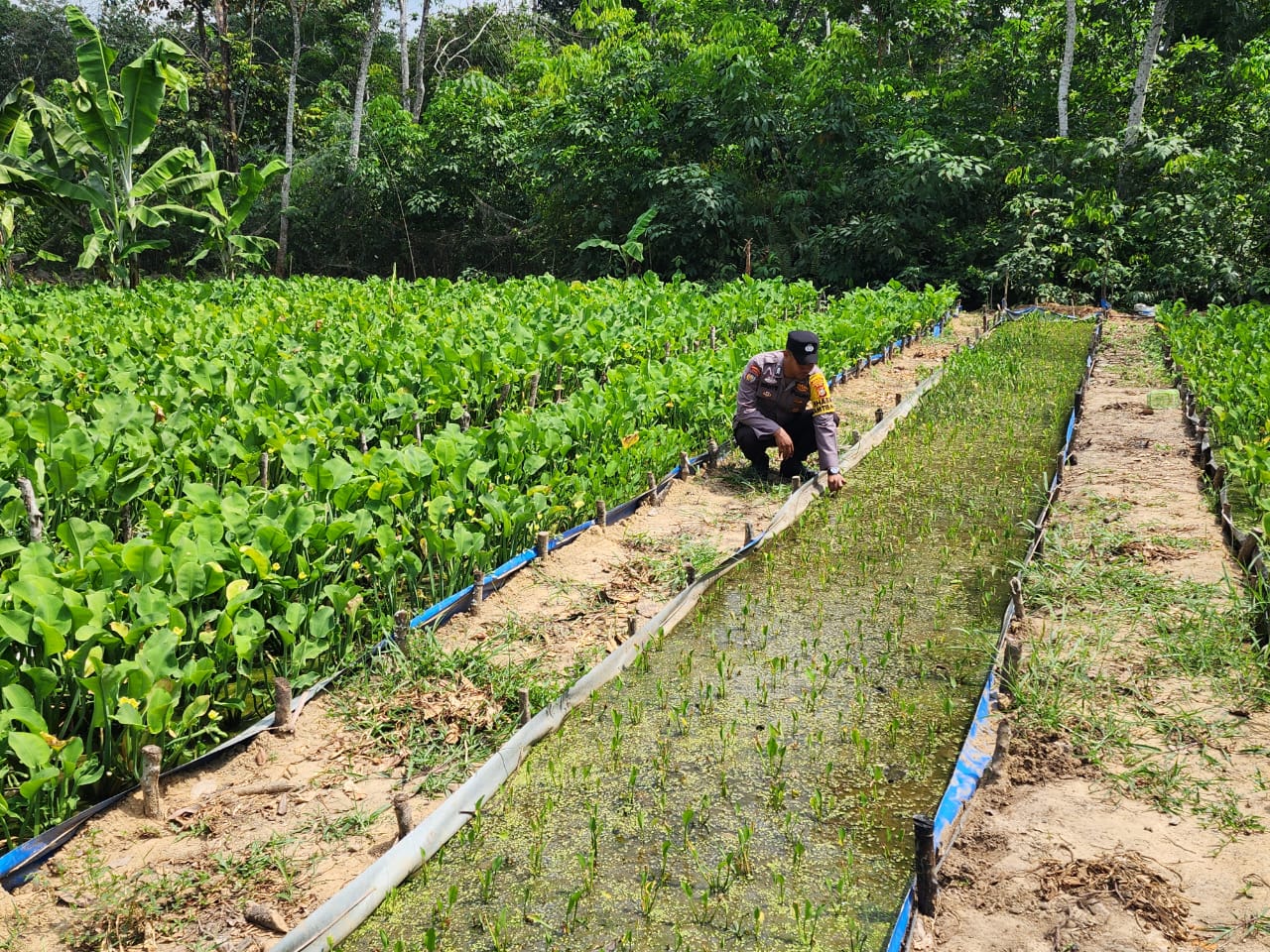 Dukung Ketahanan Pangan, Polisi di Bangko Pusako Turun Langsung ke Lahan Petani