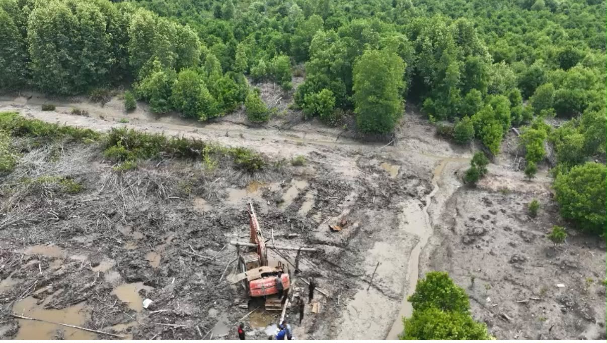 Polda Riau Bongkar Perambahan 111 Hektare Kawasan Mangrove di Dumai, 1 Orang Jadi Tersangka