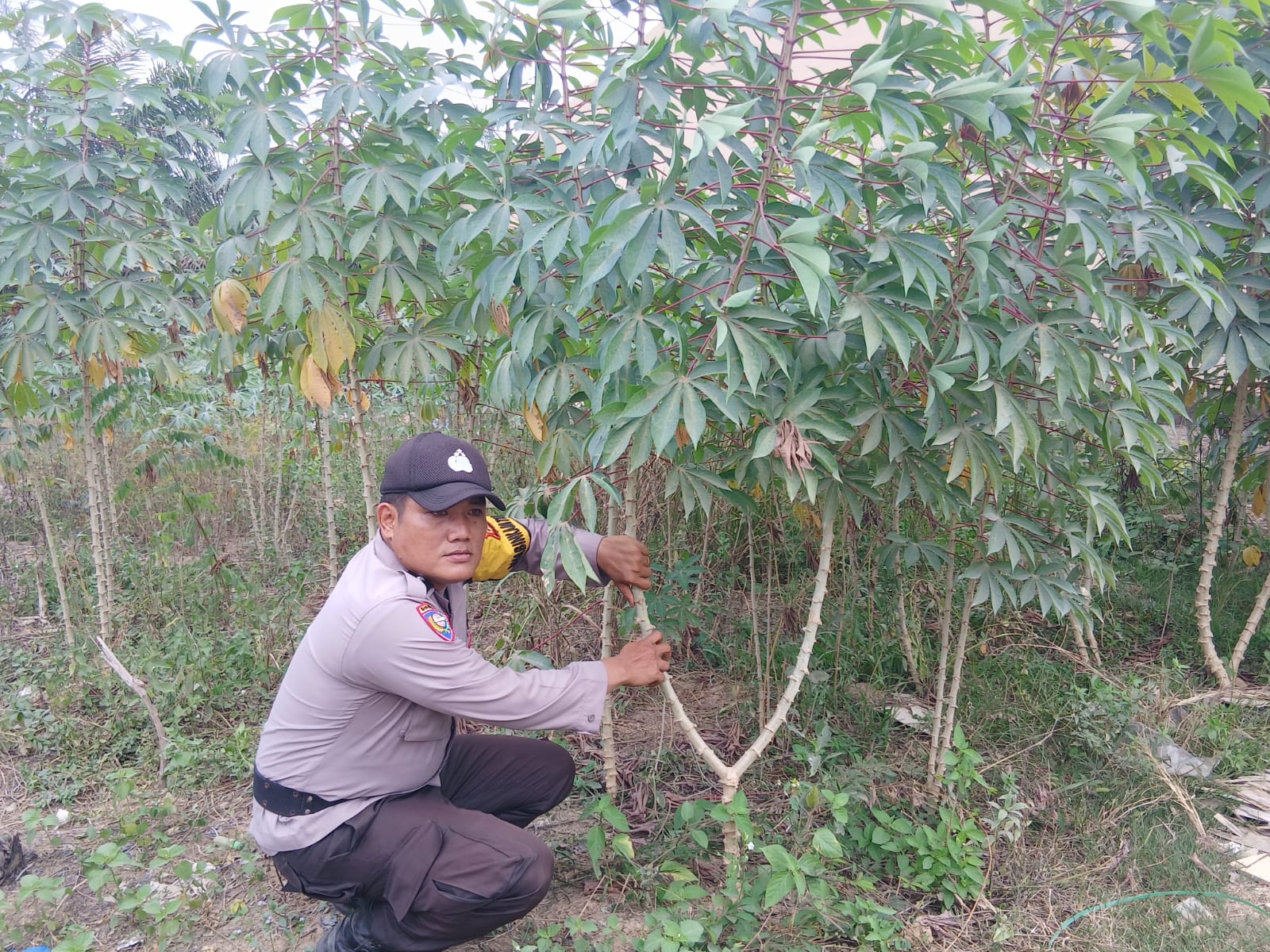 Polisi Sambangi Petani Ubi Kayu di Rohil, Dukung Ketahanan Pangan dan Swasembada