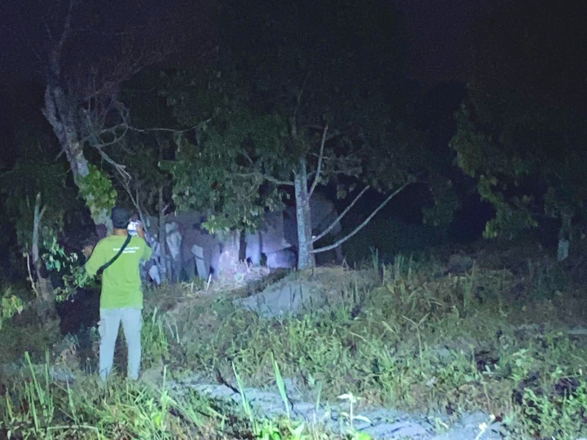 Heboh! Gajah Liar Dekati Perkebunan Warga di Pekanbaru Tengah Malam
