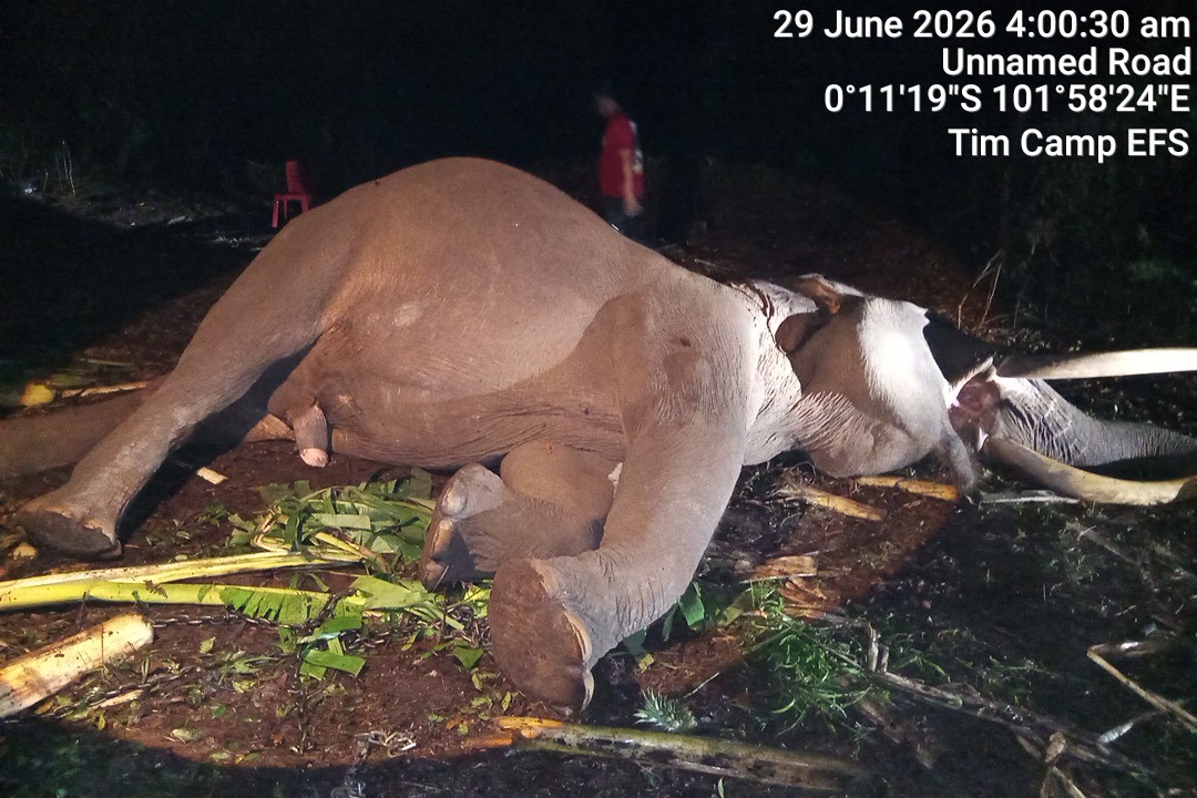 Indro, Gajah Penjaga Konflik Manusia dan Satwa di TNTN Pelalawan Tutup Usia