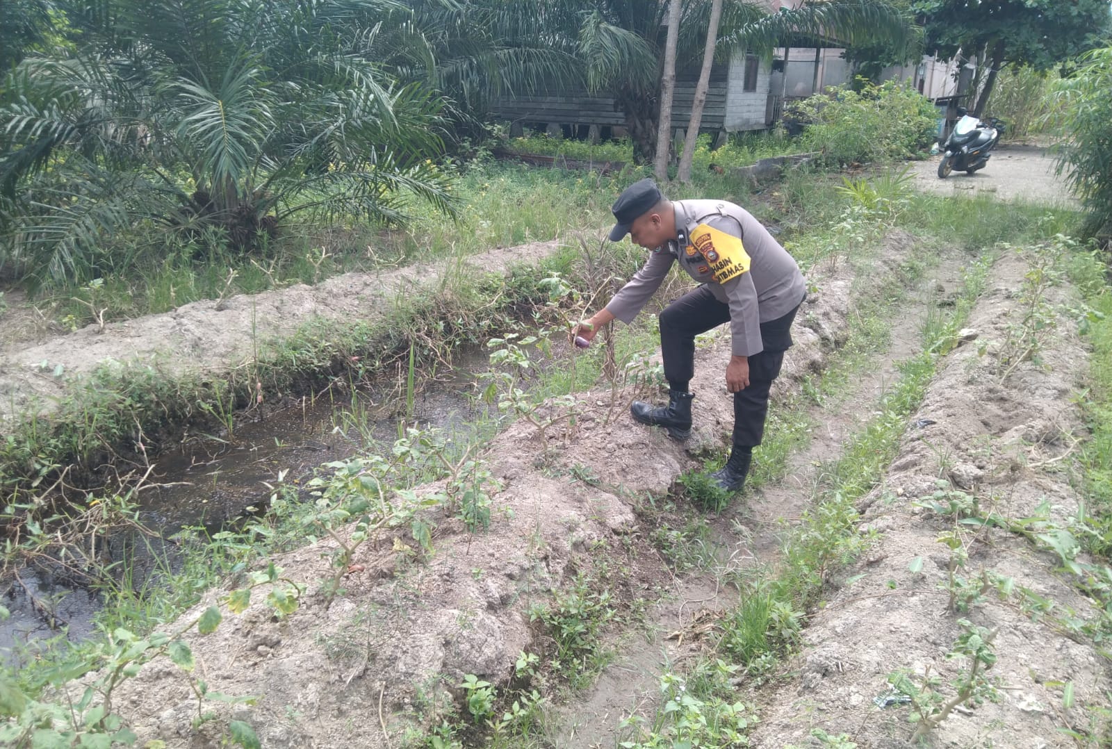 Bhabinkamtibmas Bangko Pusako Perkuat Ketahanan Pangan Lewat Kegiatan Sambang Petani