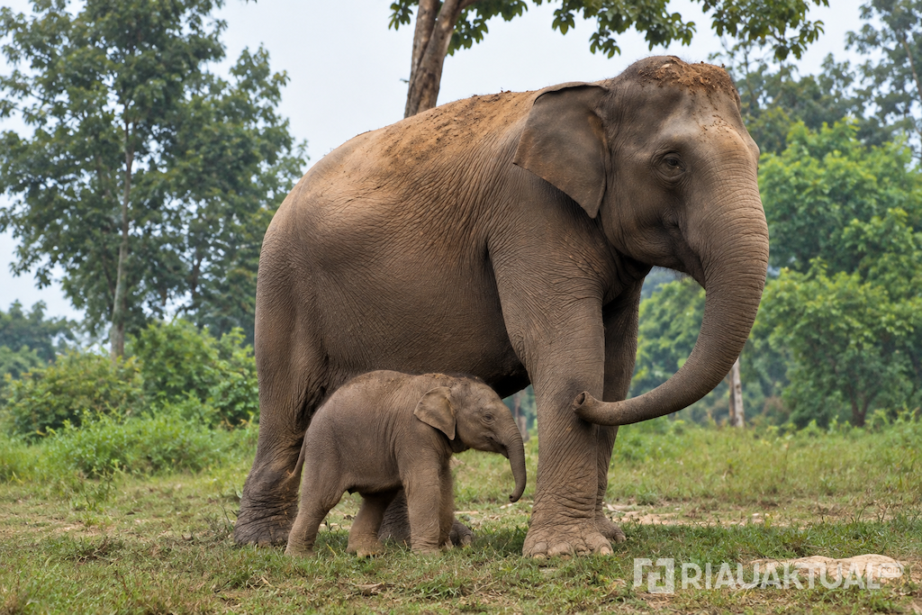 Gemas! Bayi Gajah dari Lisa Lahir di TNTN Pelalawan