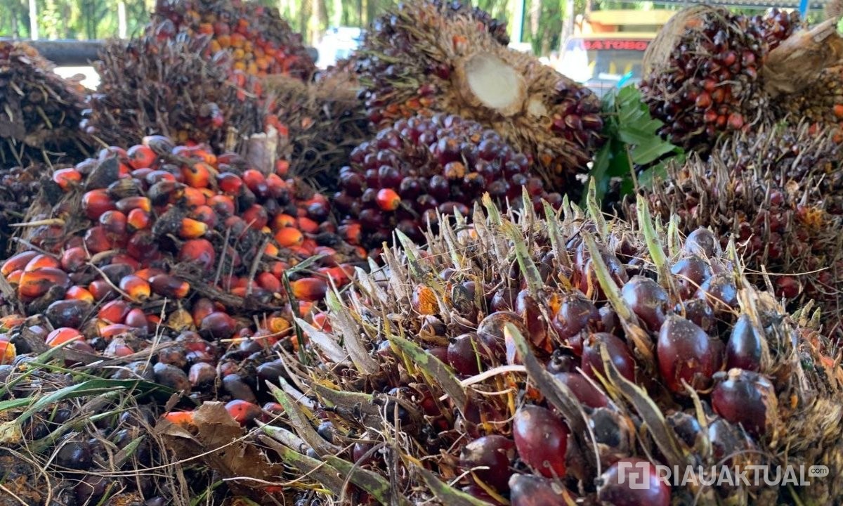 Harga TBS Kelapa Sawit Mitra Plasma di Riau Tembus Rp3.941 per Kilogram