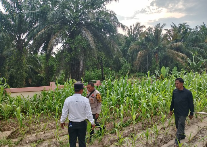 Bhabinkamtibmas Polsek Rimba Melintang Cek Perkembangan Jagung Ketahanan Pangan di Lenggadai Hilir