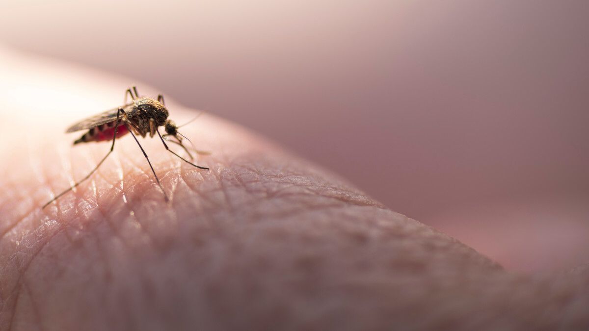 Monkey Malaria Mulai Meningkat, Seberapa Besar Risikonya di Perkotaan?