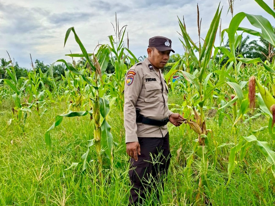 Pertumbuhan Jagung Ketahanan Pangan Melambat, Polsek Rimba Melintang Tetap Monitoring