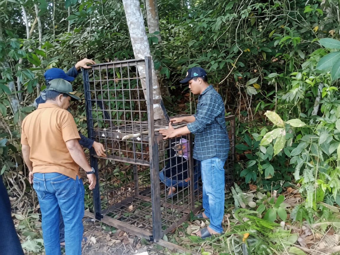 Beruang Madu Berkeliaran Dekat Permukiman di Pelalawan, BBKSDA Riau Pasang Box Trap