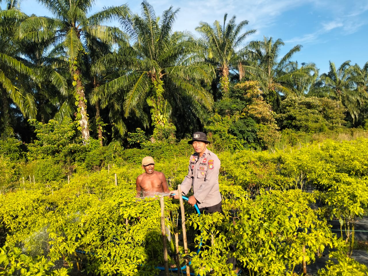 Dukung Program Asta Cita Presiden, Polisi Dampingi Petani Cabai Rawat Tanaman