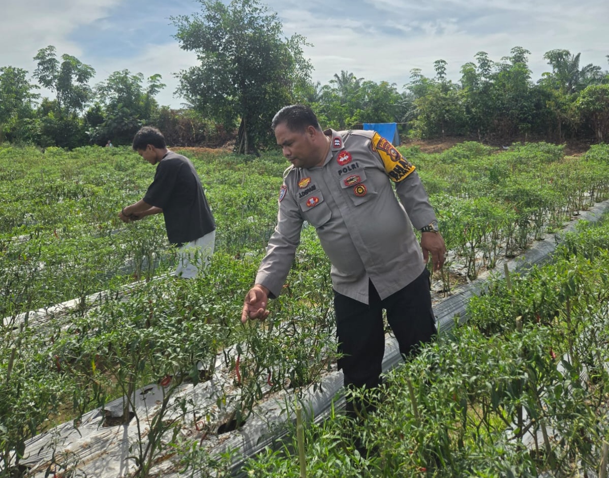 Dukung Asta Cita Presiden, Polisi Dampingi Petani Cabai di Rohil