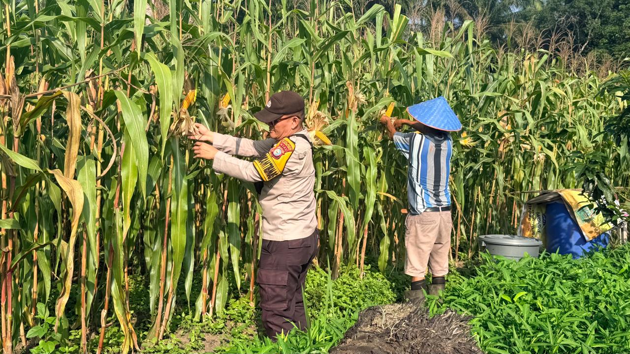 Dukung Asta Cita Presiden, Polsek Bangko Pusako Cek Tanaman Jagung Ketahanan Pangan