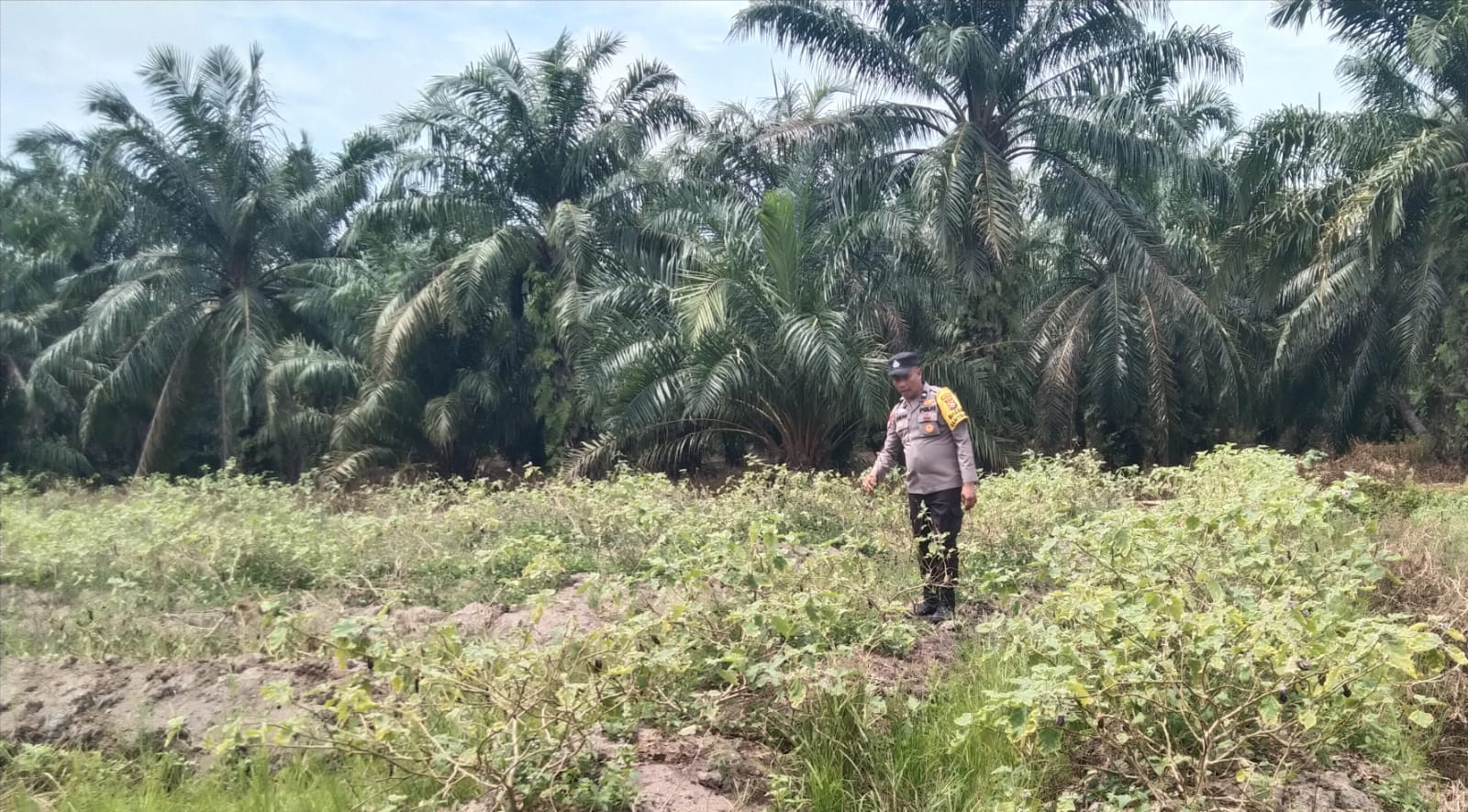 Dukung Ketahanan Pangan, Polisi Sambangi Petani Cabai di Bangko Kanan