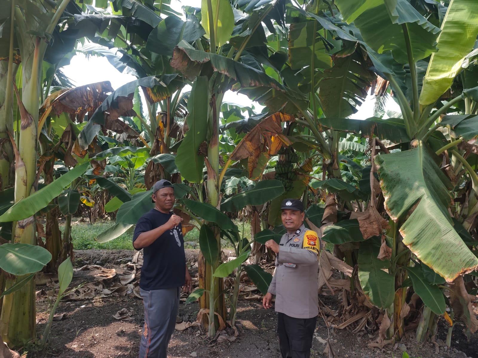 Polisi Cinta Petani, Bhabinkamtibmas Bangko Pusako Sambangi Kebun Pisang 1 Hektare