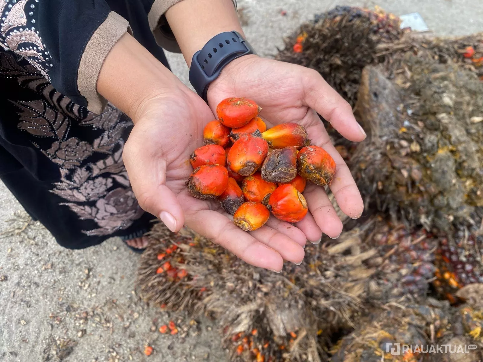 Harga TBS Kelapa Sawit Mitra Swadaya Turun, Sentuh Rp3.497 per Kilogram