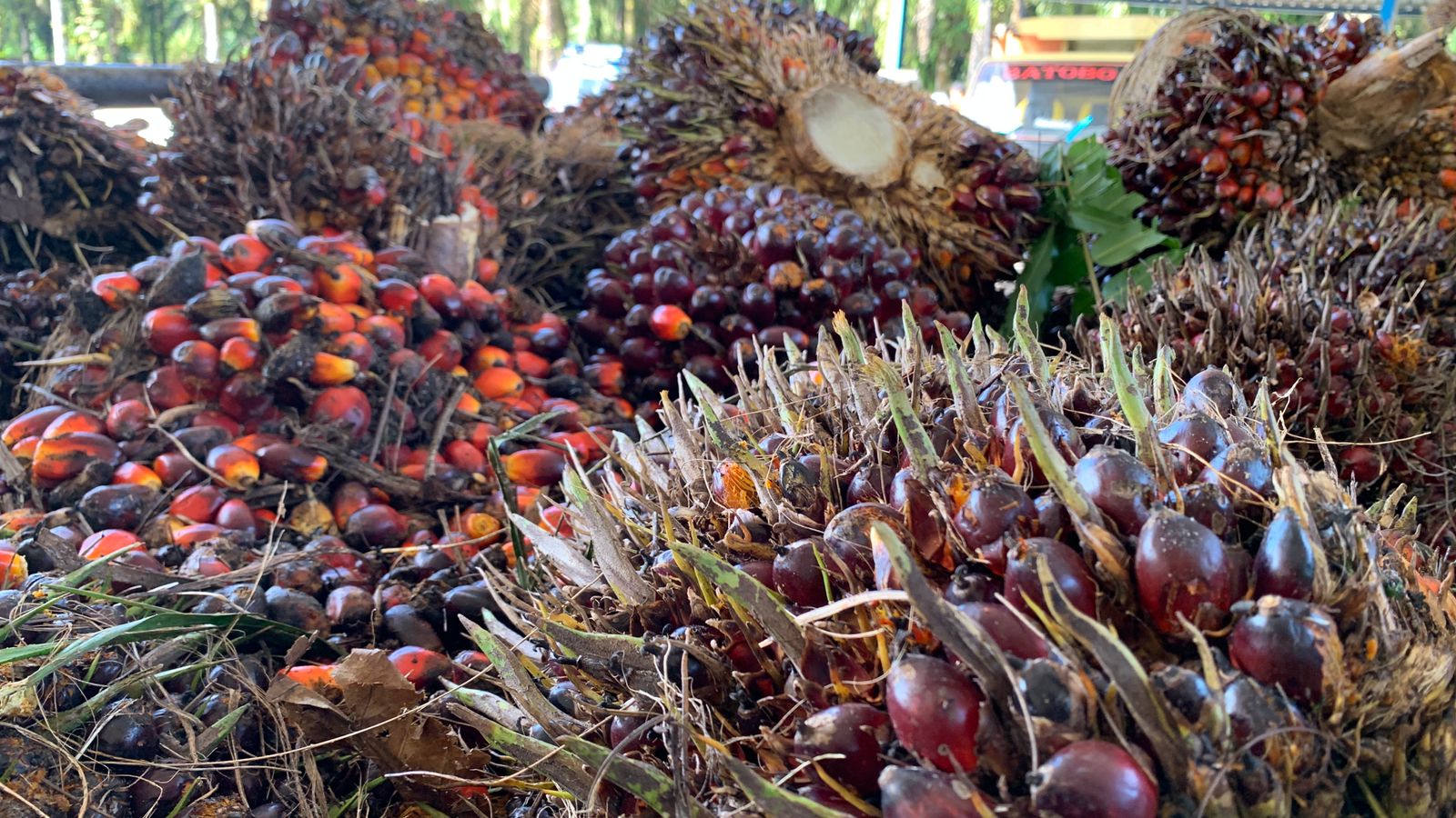 Harga TBS Kelapa Sawit Plasma di Riau Tembus Rp3.874 per Kilogram