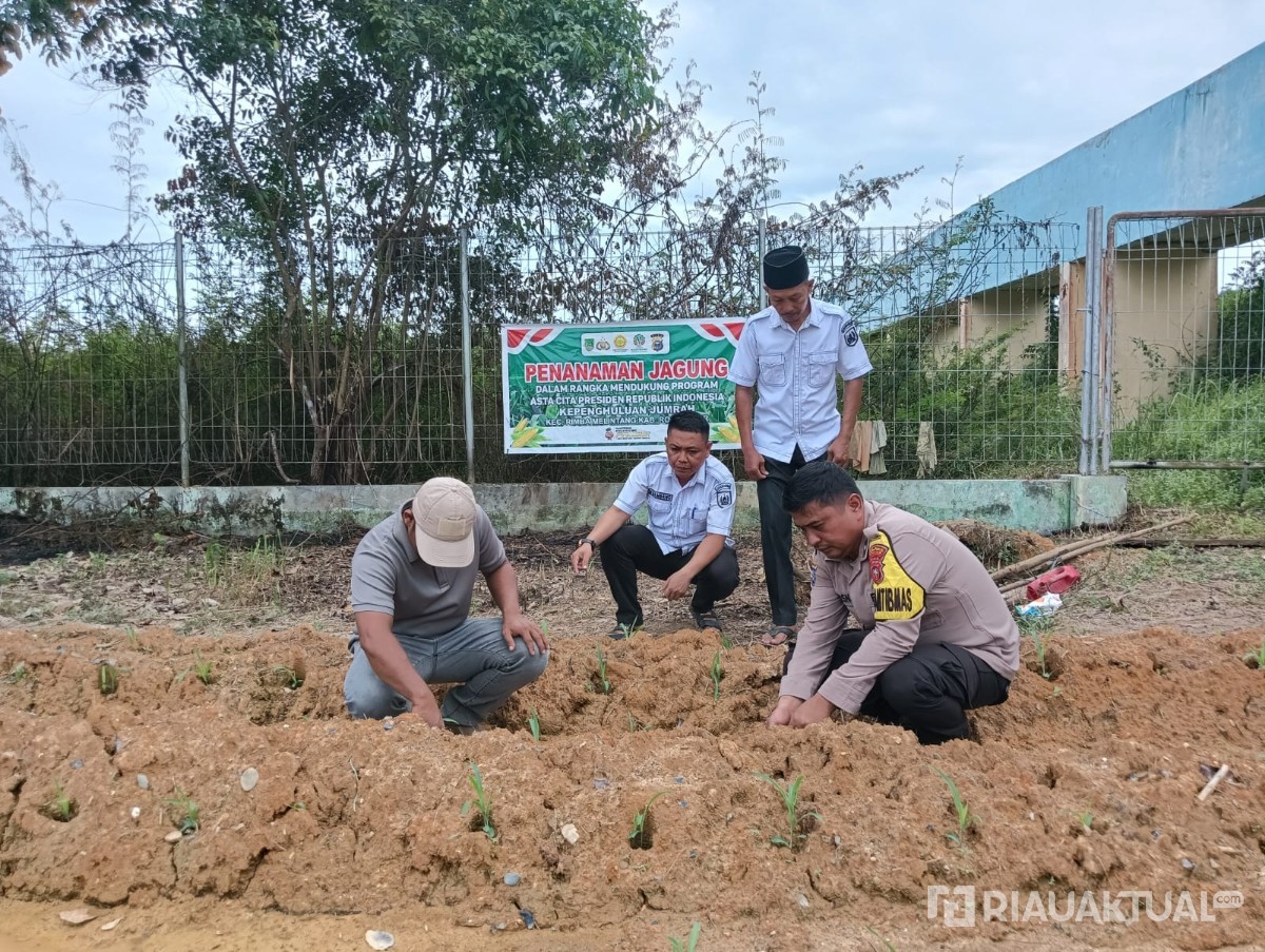 Bhabinkamtibmas Polsek Rimba Melintang Pantau Pertumbuhan Jagung, Dukung Program Ketahanan Pangan Nasional