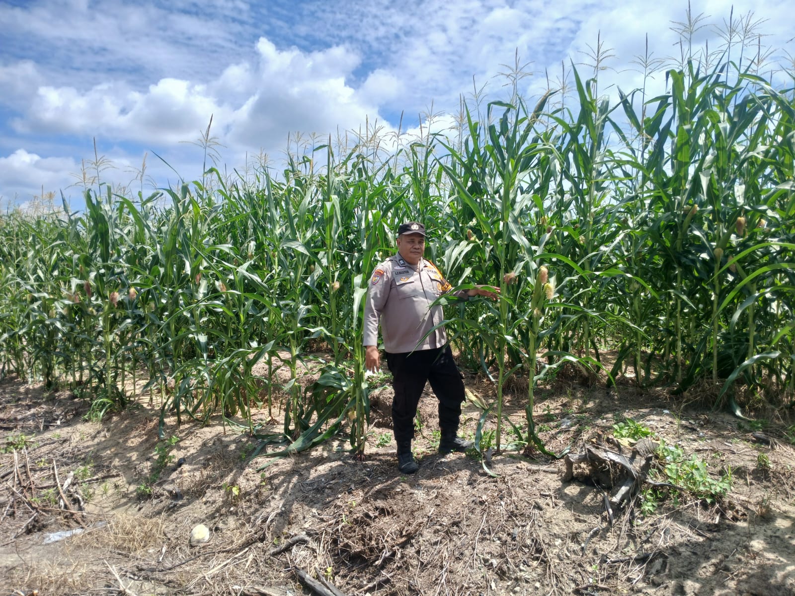 Wujudkan Swasembada Pangan, Polsek Kampar Kiri Kawal Pertumbuhan Jagung di Lahan Presisi