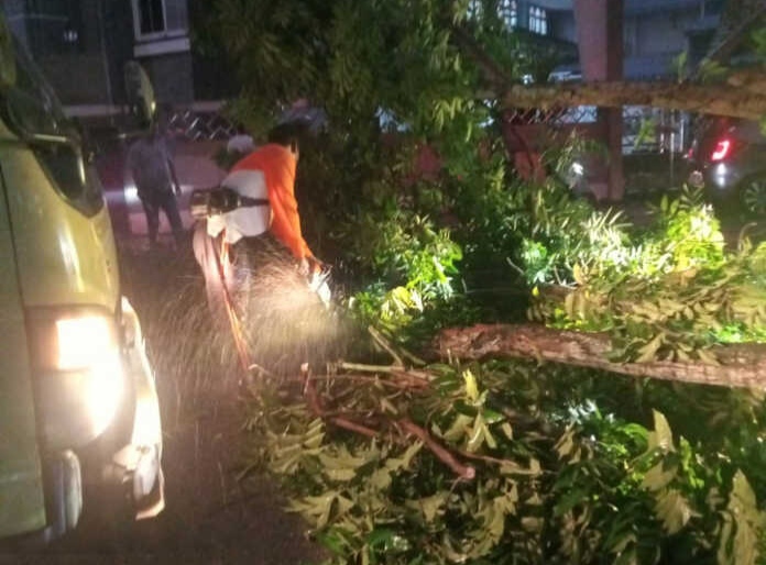 Cuaca Ekstrem, BPBD Pekanbaru Imbau Waspadai Ancaman Pohon Tumbang 
