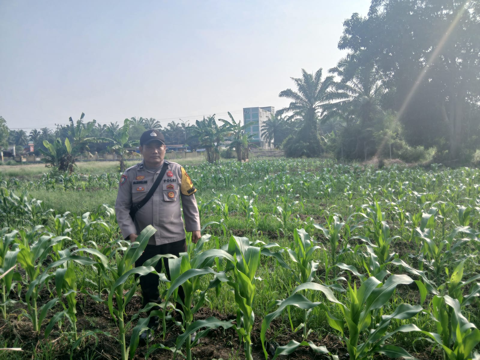 Bukan Cuma Jaga Kamtibmas, Polisi di Bangko Pusako Ikut Dampingi Petani