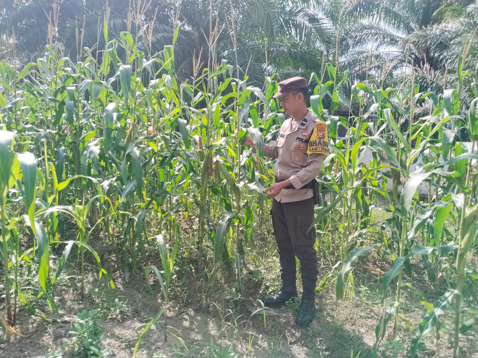 Polsek Rimba Melintang Pantau Perkembangan Jagung Ketahanan Pangan di Jalan Al Munawarah Rohil