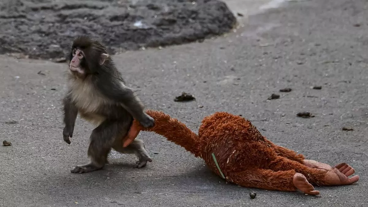 Alasan Ilmiah Kisah Bayi Monyet 'Punch' Bikin yang Menonton Terenyuh