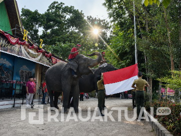 Unik! Dua Gajah Sumatera Jadi Pengerek Bendera Merah Putih HUT ke-81 RI di Kasang Kulim Zoo