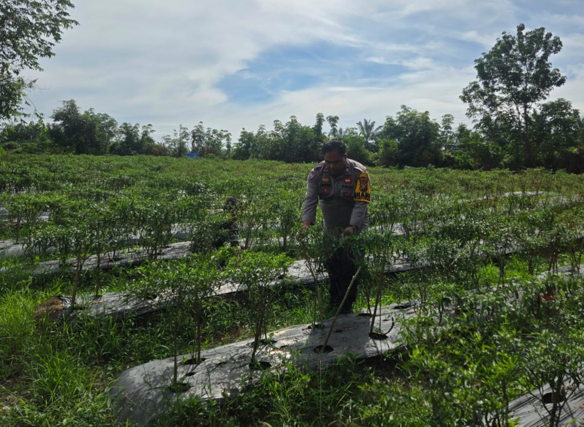 Dukung Program Asta Cita, Polisi Sambangi Petani Cabai di Bangko Pusako