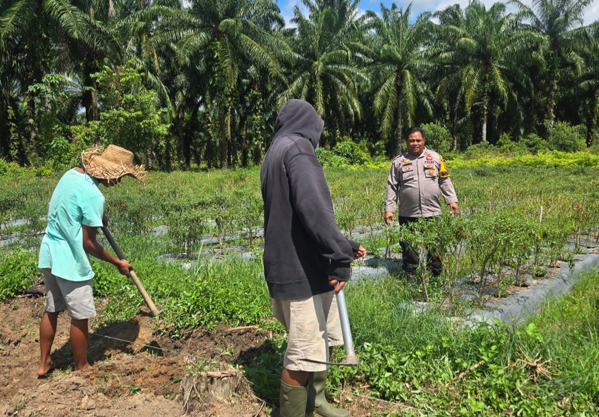 Dukung Ketahanan Pangan, Polisi di Bangko Pusako Turun ke Kebun Petani