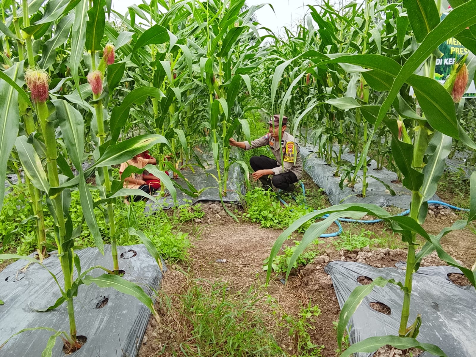 Polsek Rimba Melintang Pantau Lahan Jagung Binaan Bhabinkamtibmas