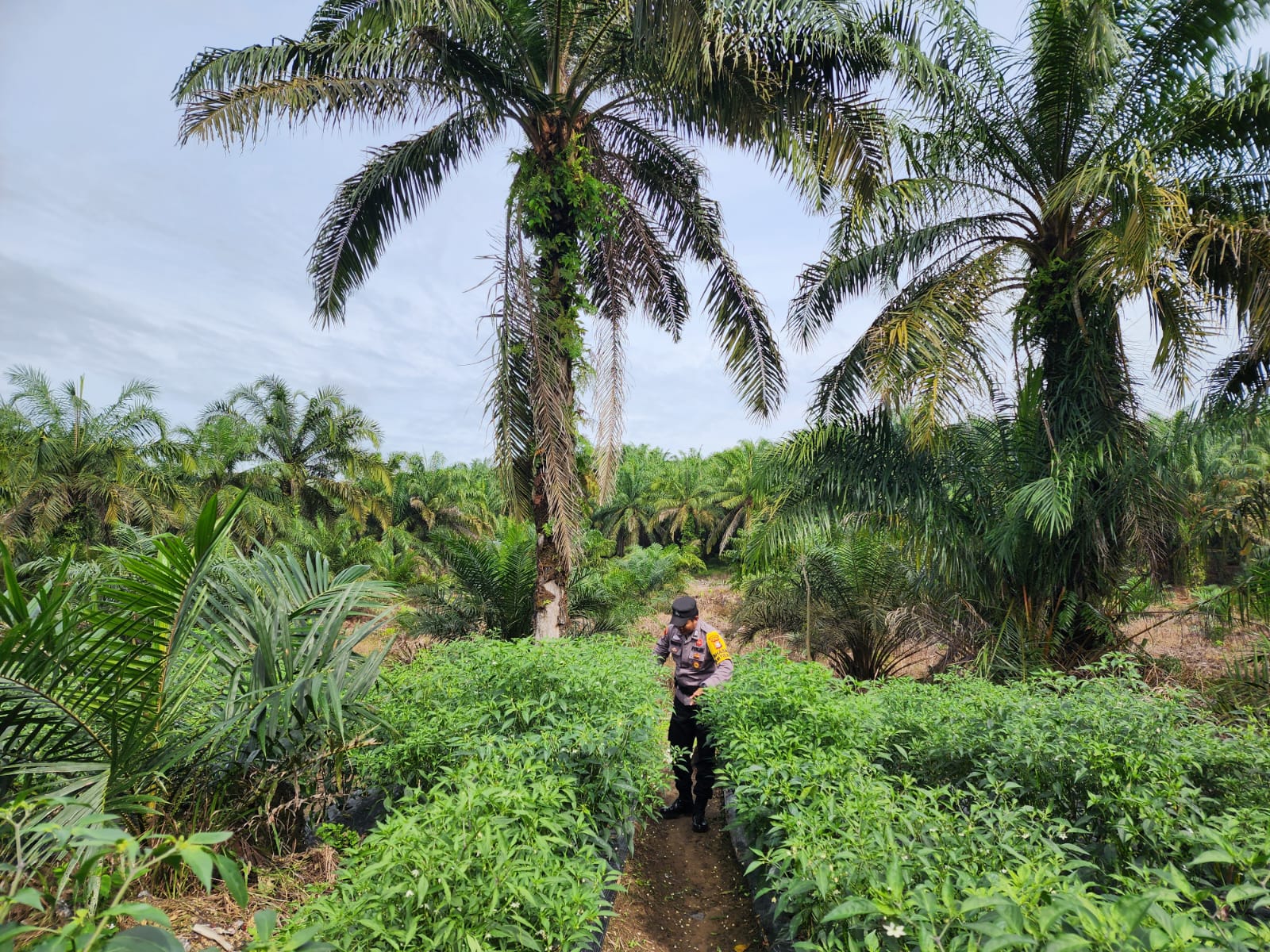 Bhabinkamtibmas Bangko Pusako Sambang Petani Cabai demi Swasembada Pangan