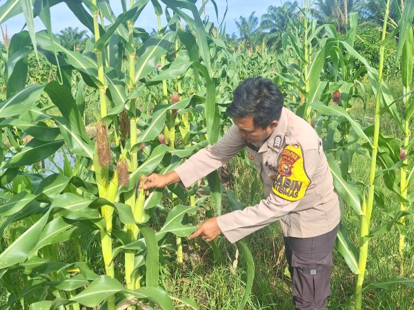 Polsek Rimba Melintang Rutin Cek Perkembangan Jagung Program Ketahanan Pangan