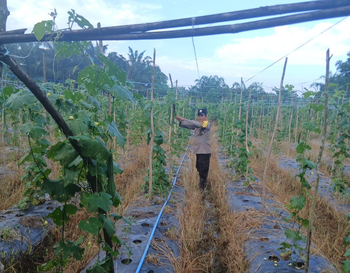 Bhabinkamtibmas Bangko Pusako Sambangi Petani Pare, Dorong Ketahanan Pangan