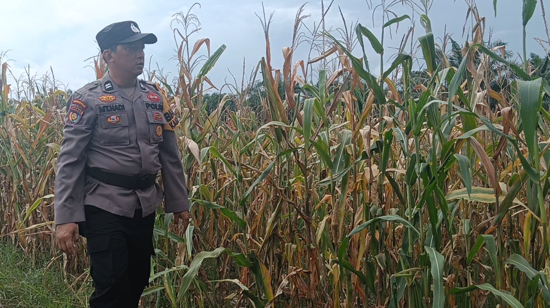 Bhabinkamtibmas Polsek Rimba Melintang Cek Lahan Jagung di Teluk Pulau Hulu