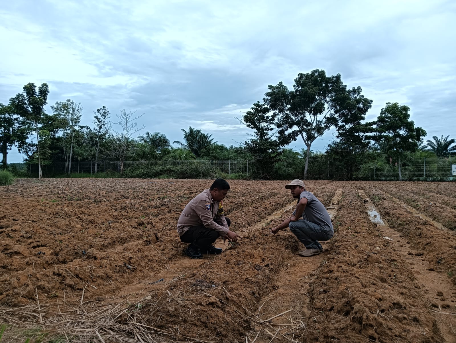 Polsek Rimba Melintang Pantau Perkembangan Jagung Ketahanan Pangan di Kepenghuluan Jumrah
