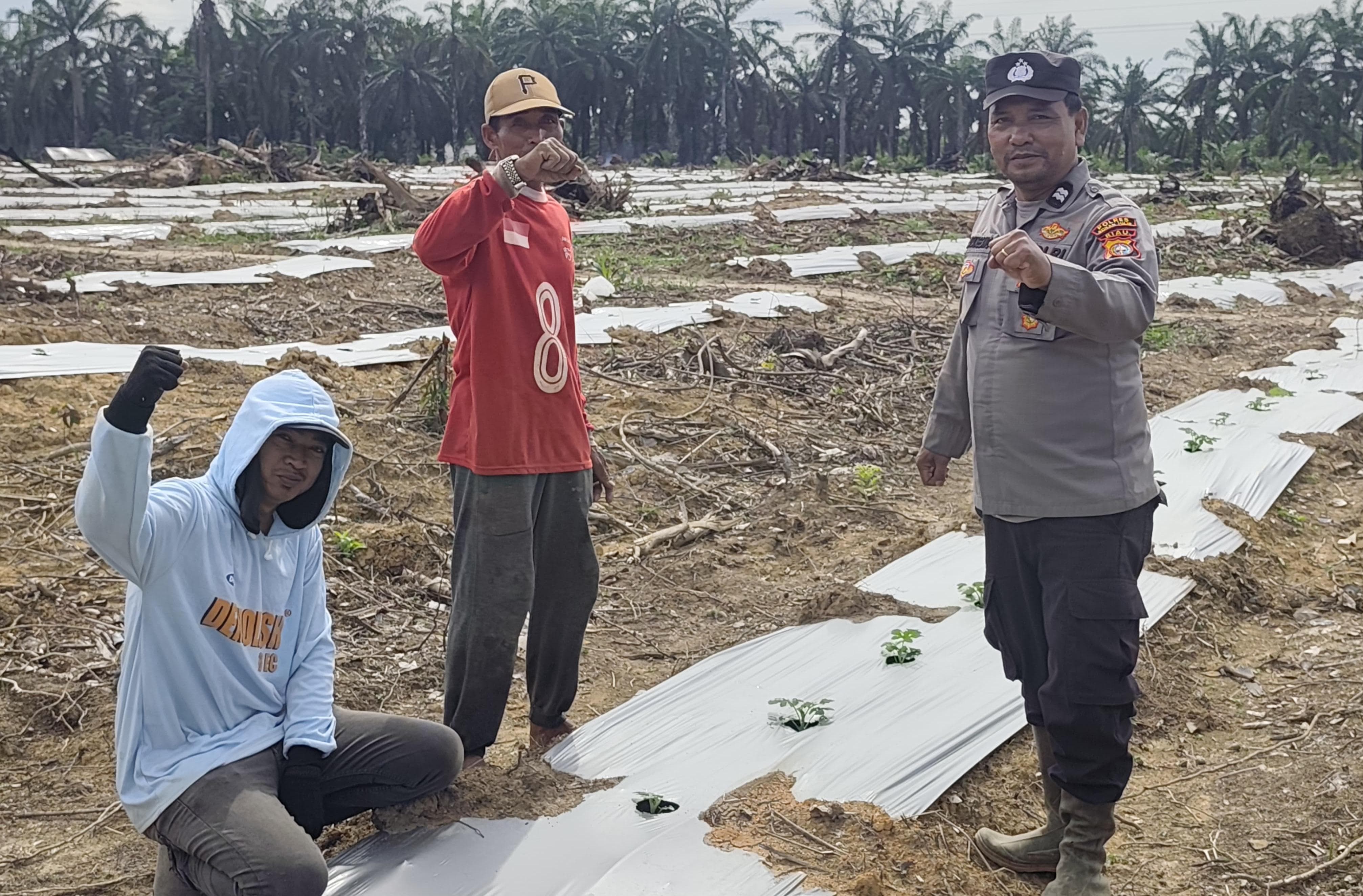 Polsek Bangko Pusako Dorong Swasembada Pangan Lewat Program Polisi Cinta Petani