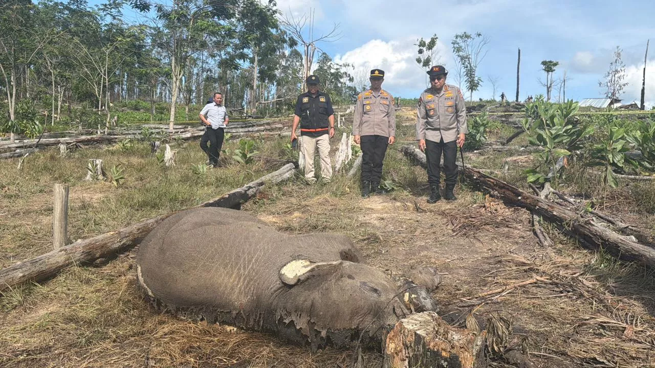 Anak Gajah Sumatera Mati Terjerat di Pelalawan, Pemilik Lahan Jadi Tersangka