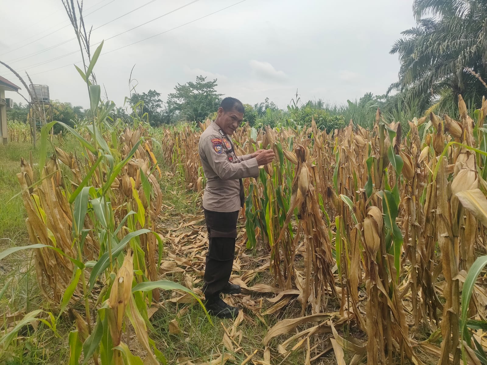 Jagung Ketahanan Pangan Siap Panen, Personel Polsek Rimba Melintang Intensifkan Pemantauan