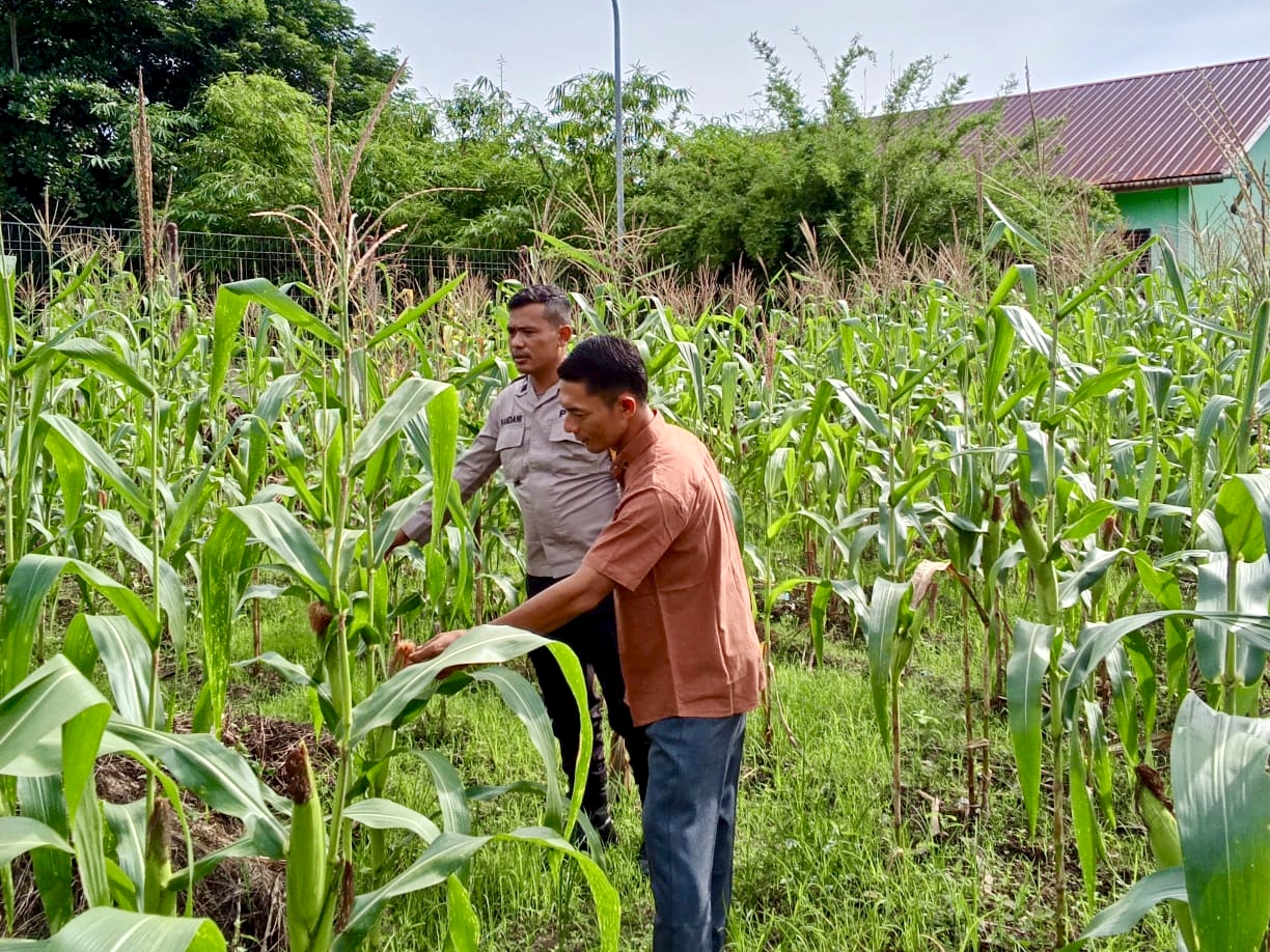 Dukung Asta Cita Presiden, Polsek Rimba Melintang Pantau Tanaman Jagung di Karya Mukti