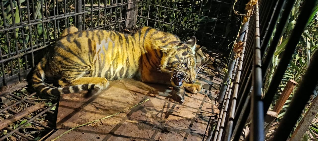Mangsa Ternak Warga, BBKSDA Riau Evakuasi Anak Harimau di Tanjung Pulai 