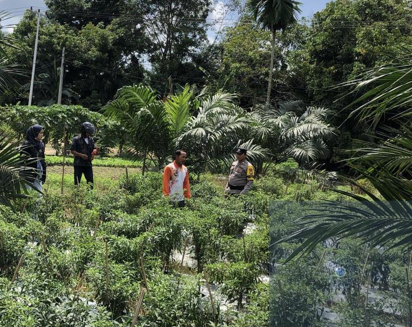 Polisi di Rohil Turun ke Kebun Cabai, Program ‘Polisi Cinta Petani’ Digencarkan